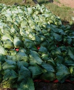 IMG-20251119-WA0092_1